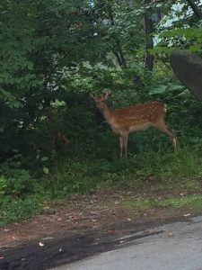 カラダカイロ　定山渓　鹿