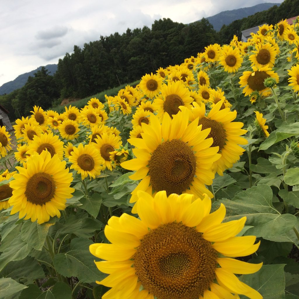 カラダカイロ　ひまわり