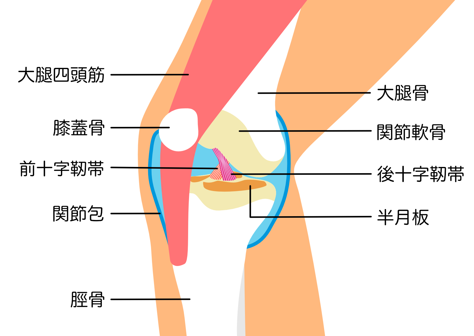 札幌白石区整体【猫背骨盤矯正専門】カラダカイロ　